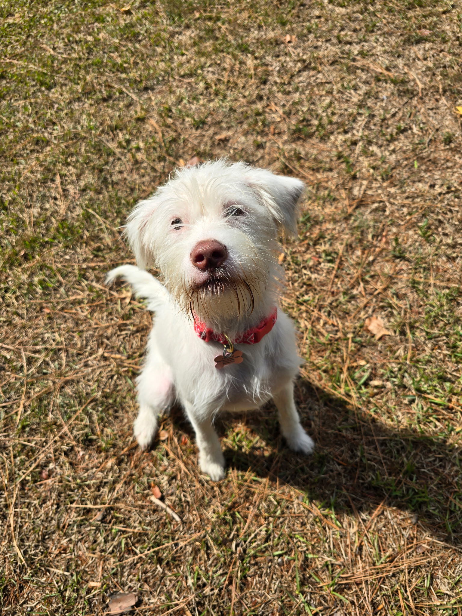 Blossom, an adoptable Maltese, Schnauzer in Texarkana, TX, 75503 | Photo Image 2