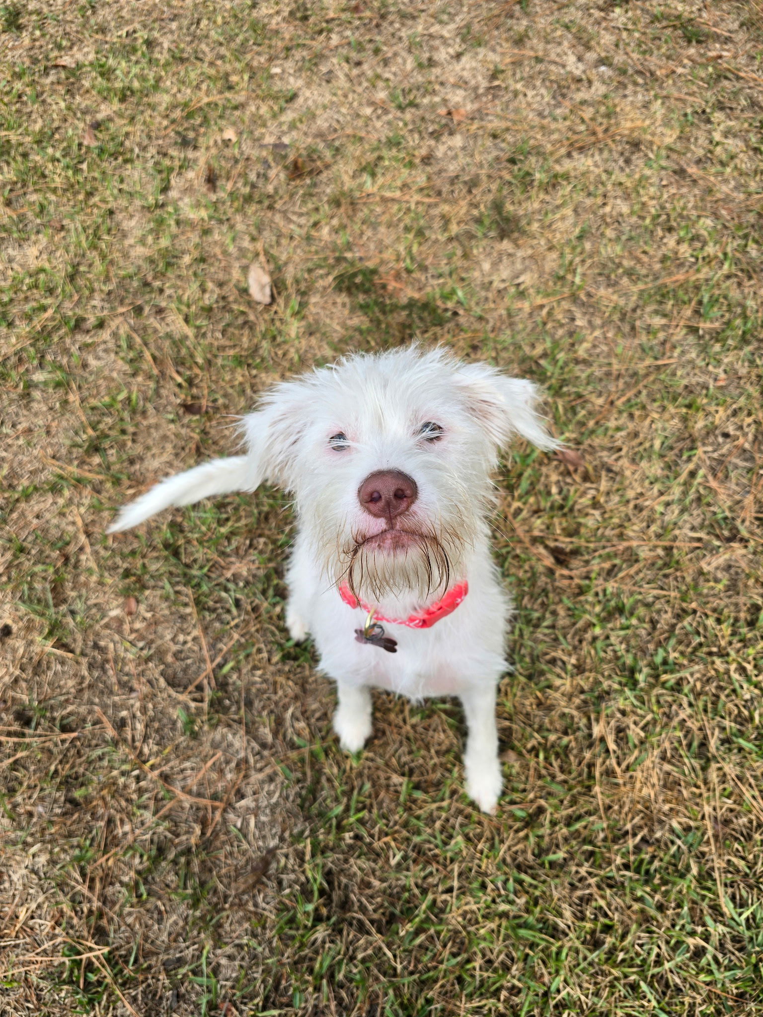 Blossom, an adoptable Maltese, Schnauzer in Texarkana, TX, 75503 | Photo Image 3