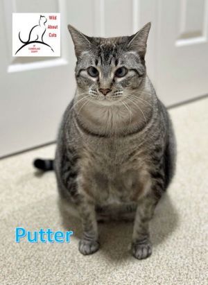 Putter, Adult Female Domestic Short Hair