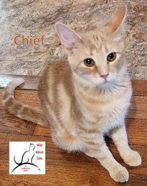Chief, Young Male Domestic Short Hair