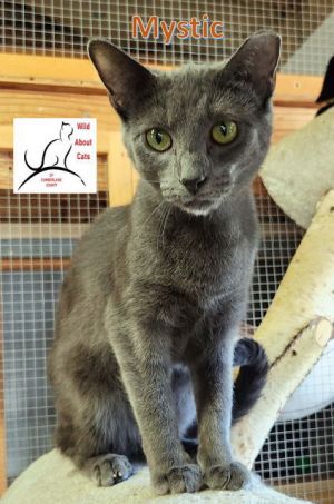 Mystic, Young Female Domestic Short Hair