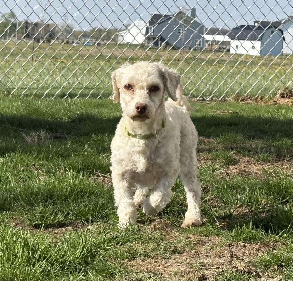Ana, an adoptable Havanese in Columbus, OH, 43214 | Photo Image 1