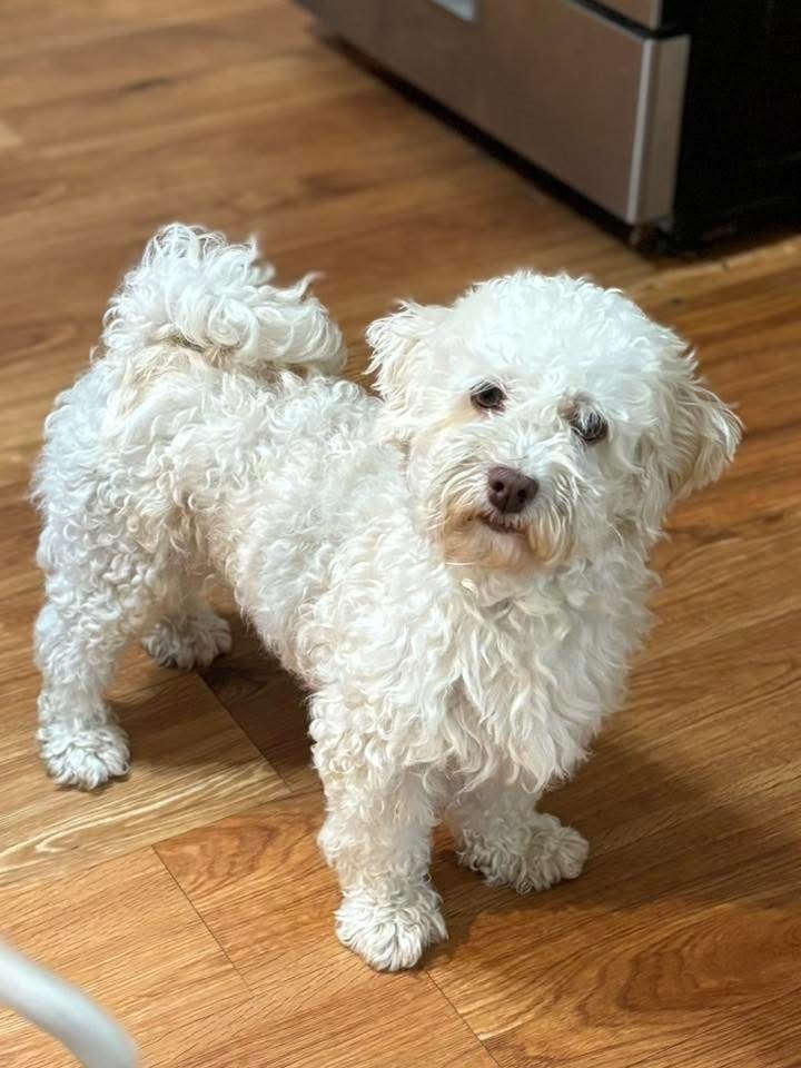 Ana, an adoptable Havanese in Columbus, OH, 43214 | Photo Image 1