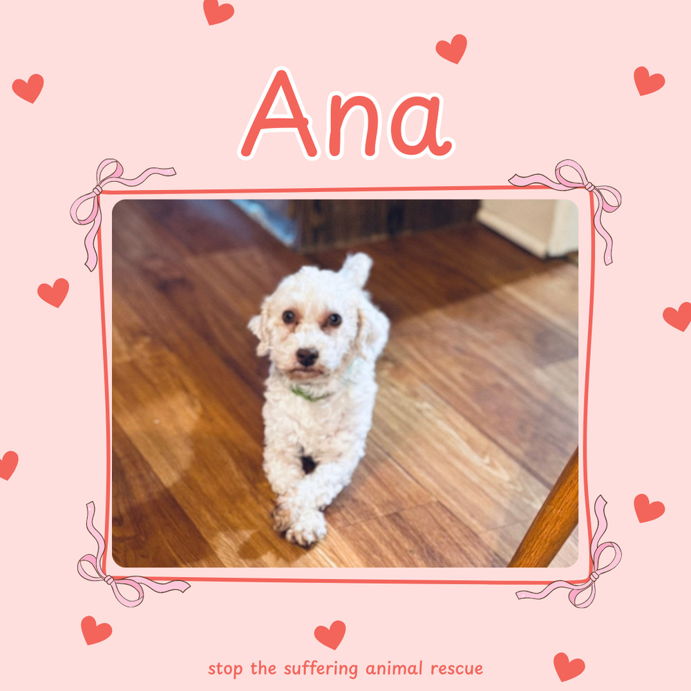 Ana, an adoptable Havanese in Columbus, OH, 43214 | Photo Image 2