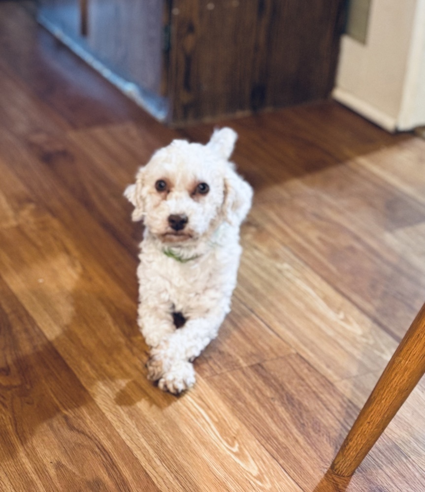 Ana, an adoptable Havanese in Columbus, OH, 43214 | Photo Image 3