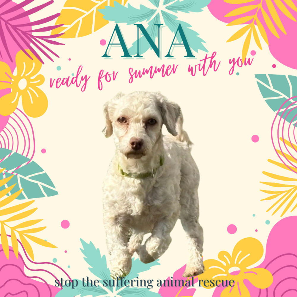 Ana, an adoptable Havanese in Columbus, OH, 43214 | Photo Image 4