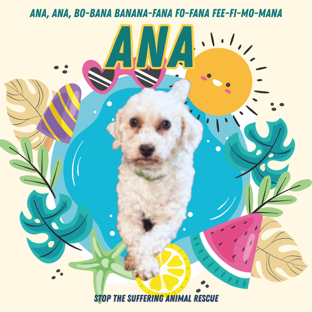 Ana, an adoptable Havanese in Columbus, OH, 43214 | Photo Image 6