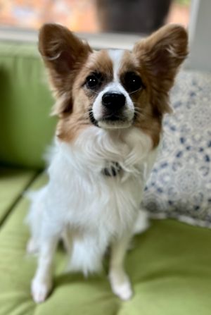 Meet Clem Clems family lived in a rural Georgia area with no local animal shelter When they reali