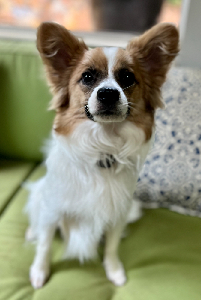 Clem, an adoptable Papillon in Dunwoody, GA, 30338 | Photo Image 1