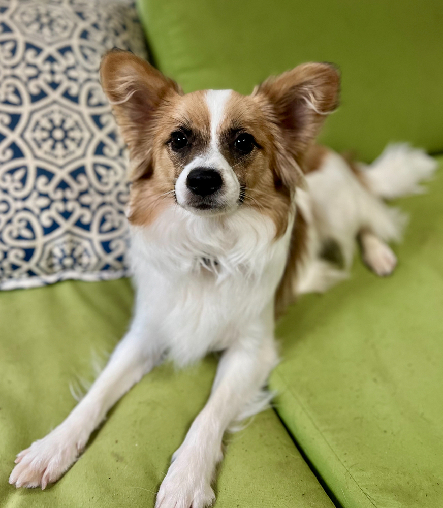 Clem, an adoptable Papillon in Dunwoody, GA, 30338 | Photo Image 2