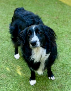 Meet Nero Nero is a purebred Australian Shepherd with an Off switch If you know Aussies you kno