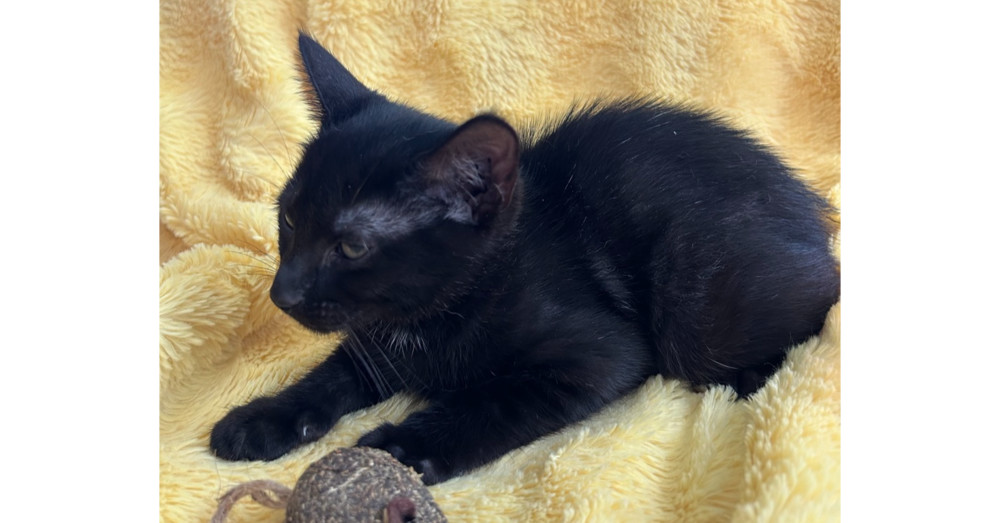 Onyx