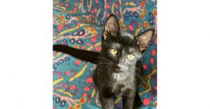 Coal, Baby Female unknown