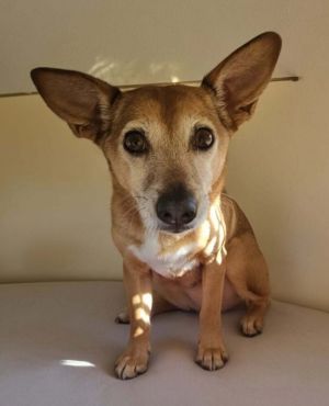 America, Adult Female Chihuahua