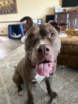 Pretty girl Brandy 50 lbs 2-5 years old is a total lover and she is happiest just to be in