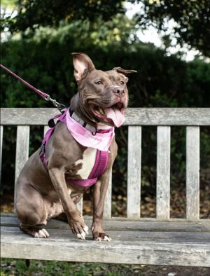 Pretty girl Brandy 50 lbs 2-5 years old is a total lover and she is happiest just to be in