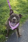 Brandy photo 1