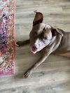Brandy photo 2