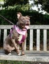 Brandy photo 3