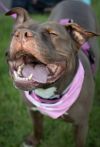 Brandy photo 4