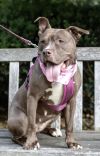 Brandy photo 6