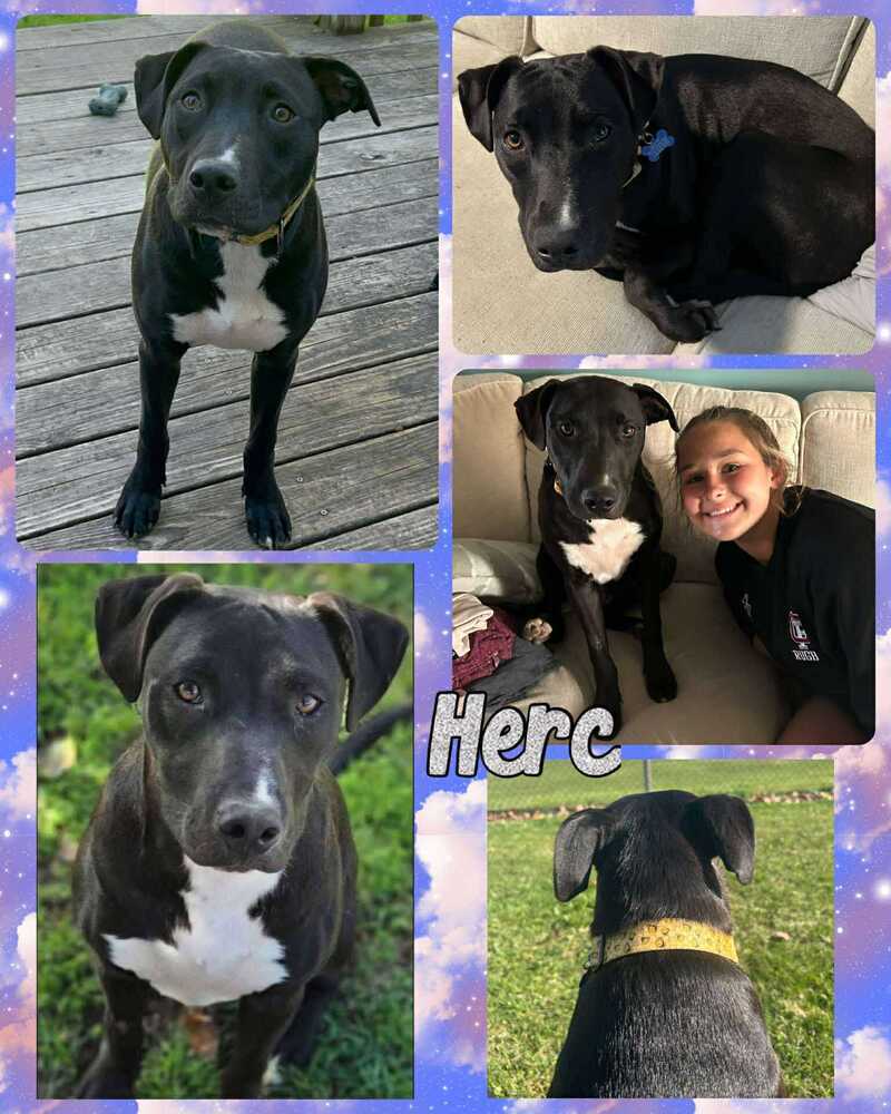 Herc