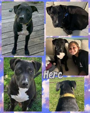 Herc, Adult Male Mixed Breed