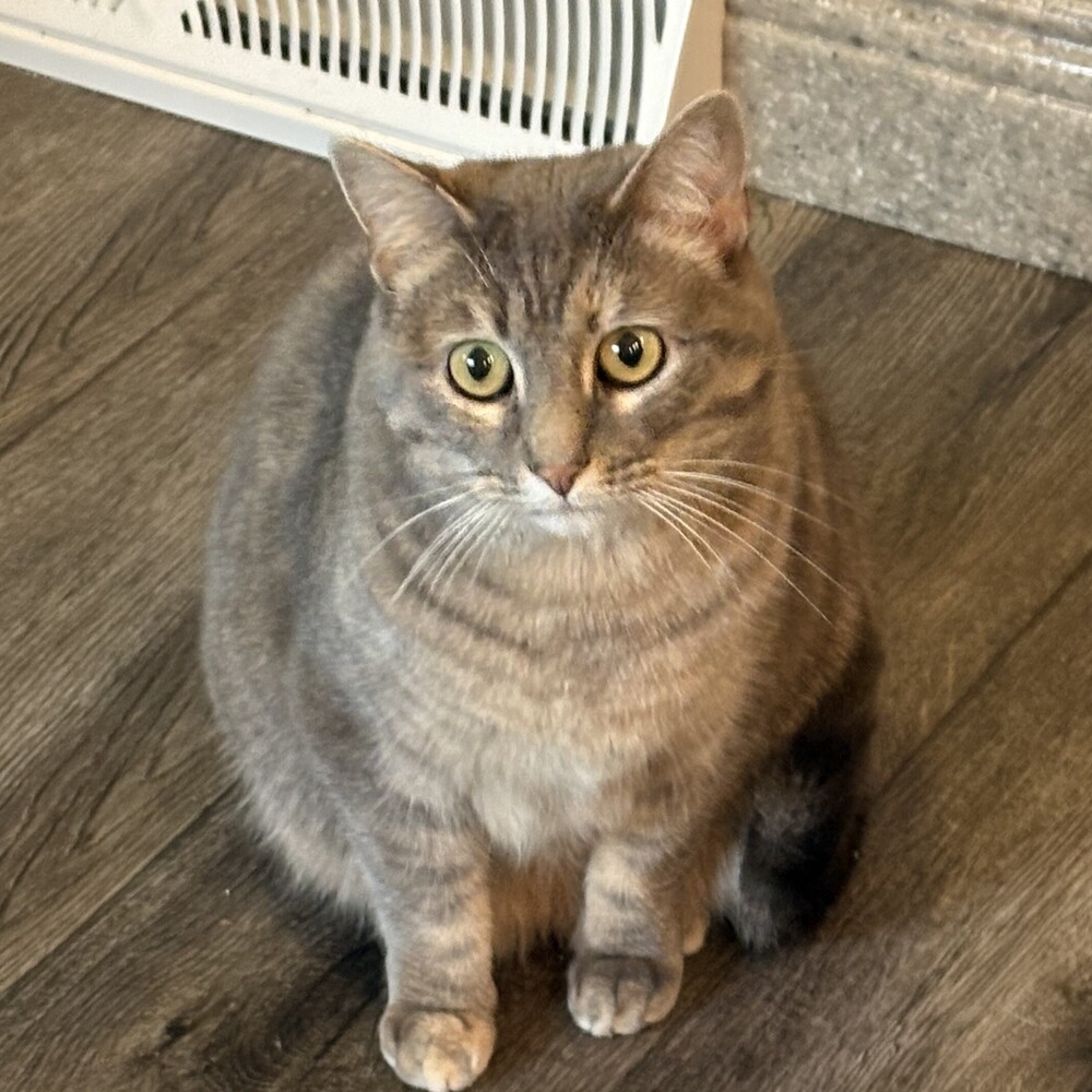 Rose, an adoptable Domestic Short Hair in Aurora, CO, 80016 | Photo Image 1