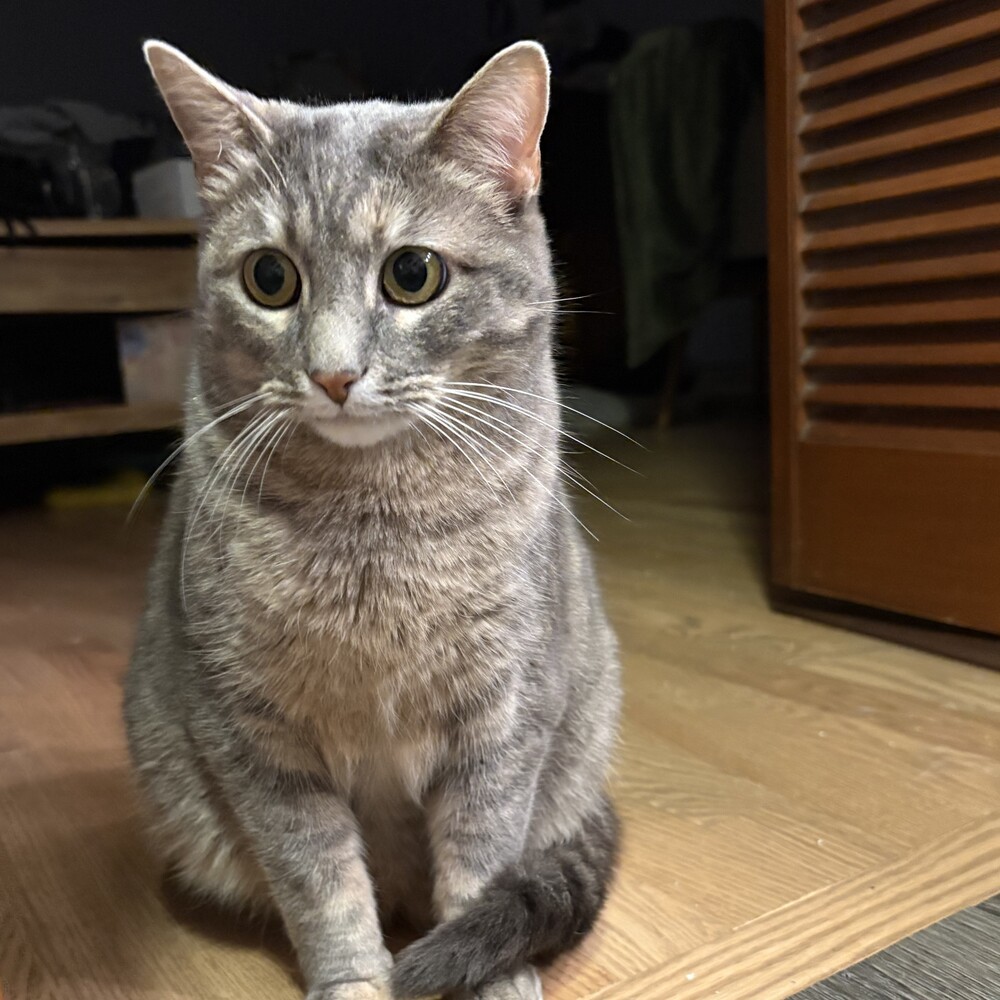 Rose, an adoptable Domestic Short Hair in Aurora, CO, 80016 | Photo Image 2