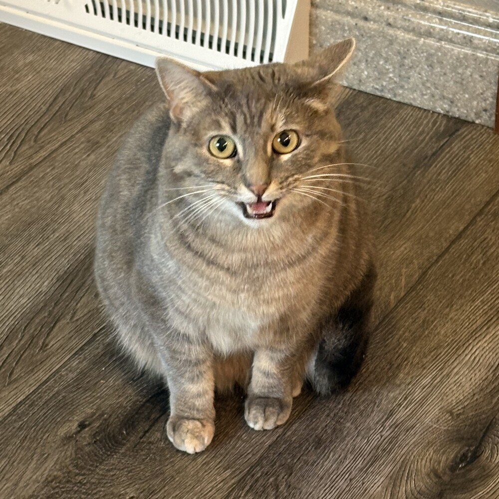 Rose, an adoptable Domestic Short Hair in Aurora, CO, 80016 | Photo Image 3