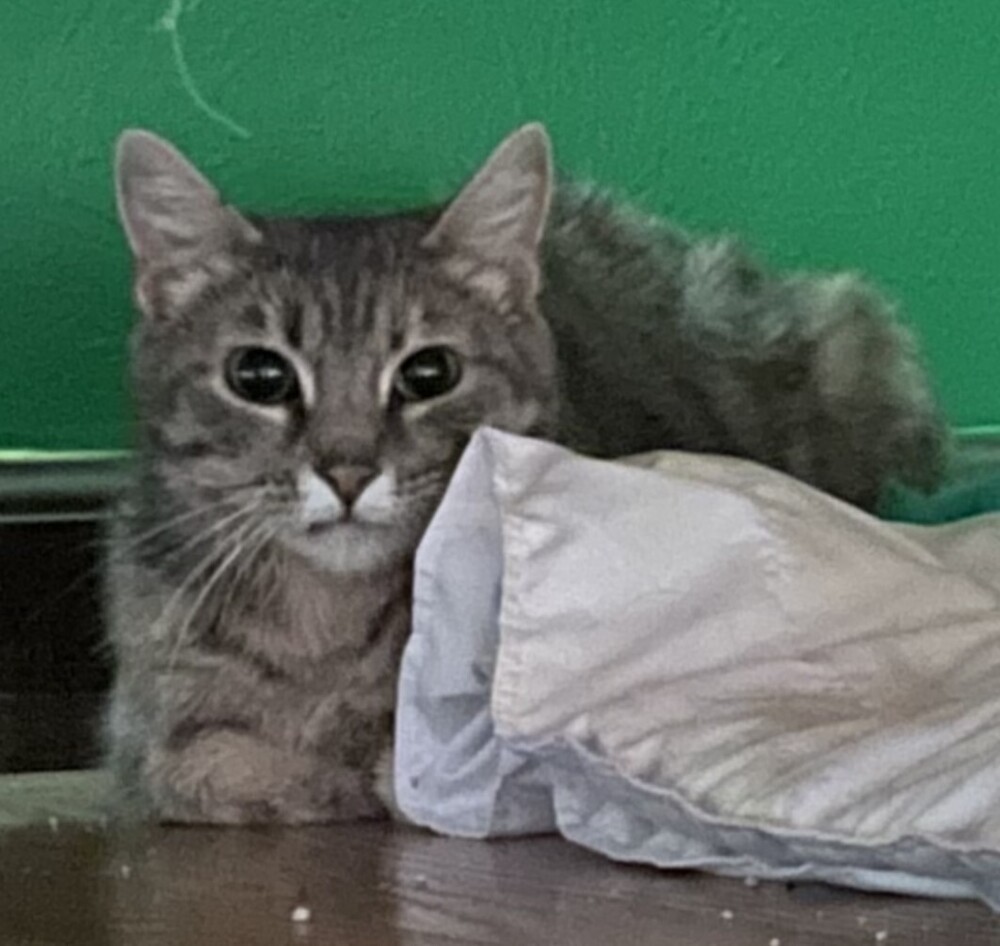 Rose, an adoptable Domestic Short Hair in Aurora, CO, 80016 | Photo Image 4