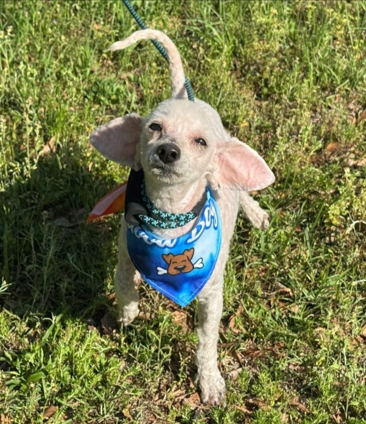 Charlie 1