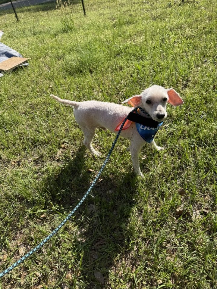 Charlie 2