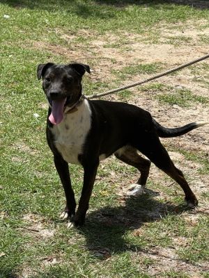 Dolly, Adult Female Australian Shepherd