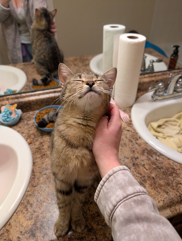 Beatrice, an adoptable Domestic Short Hair in Fort collins, CO, 80526 | Photo Image 2