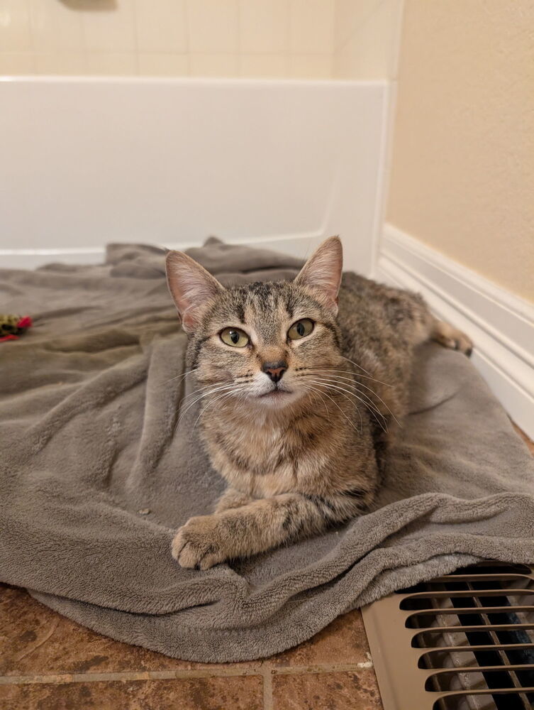 Beatrice, an adoptable Domestic Short Hair in Fort collins, CO, 80526 | Photo Image 3