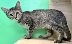 Eenie, Baby Female Domestic Short Hair