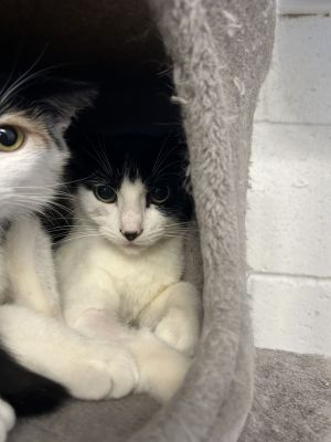 Reba, Young Female Domestic Short Hair
