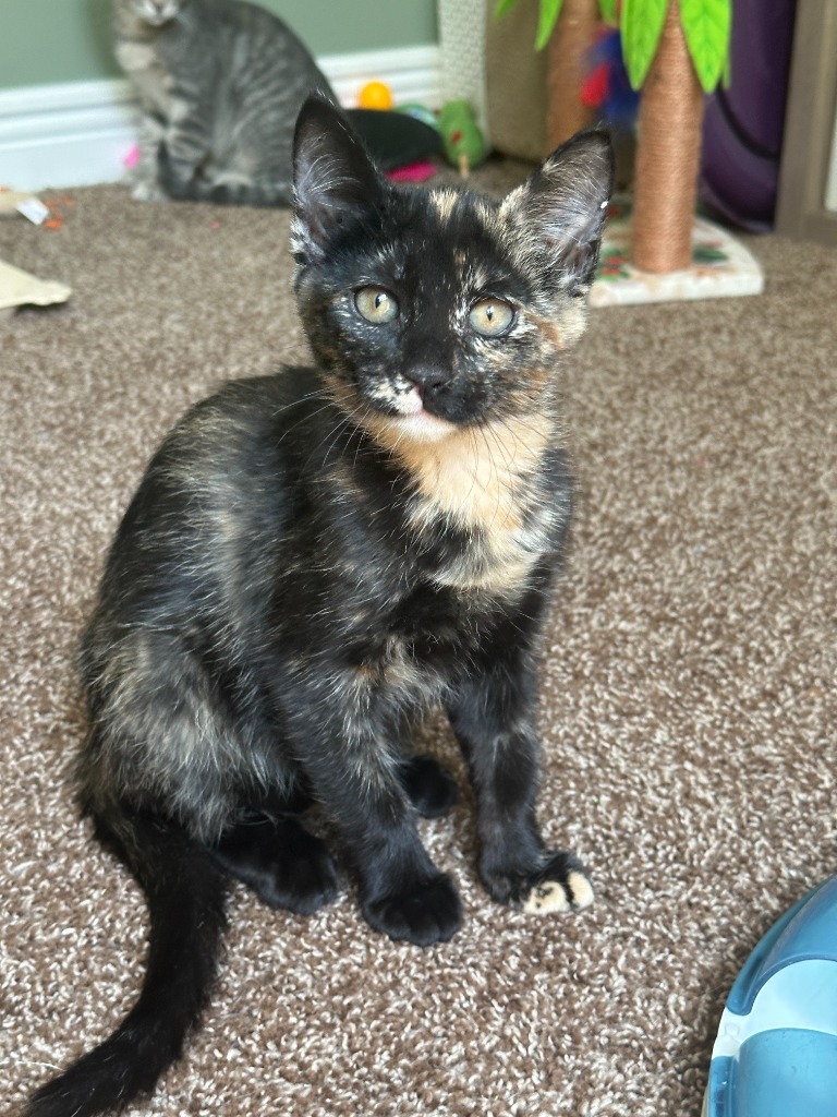 Josie