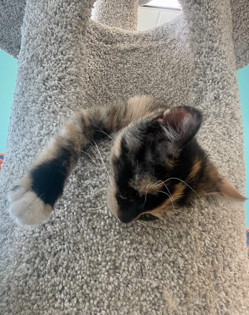 Cleo