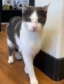 Tucker, an adoptable Domestic Short Hair in Bend, OR, 97701 | Photo Image 1