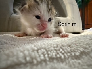 Sorin