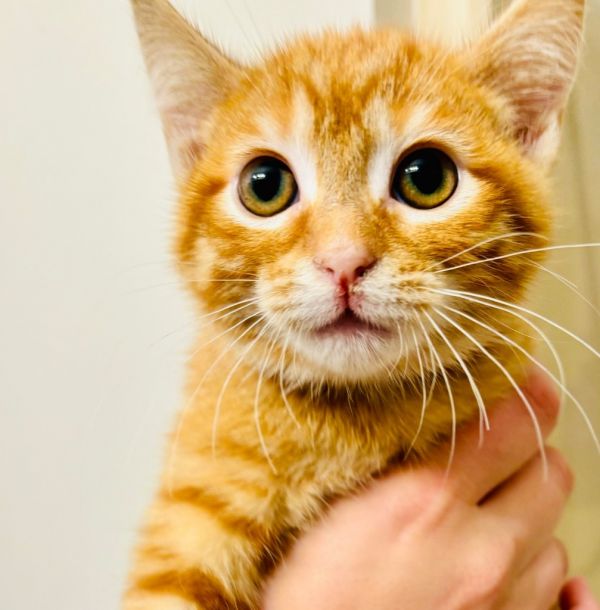 Chili thumbnail 1