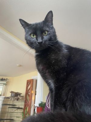 Bruce Payne, Young Male Domestic Short Hair