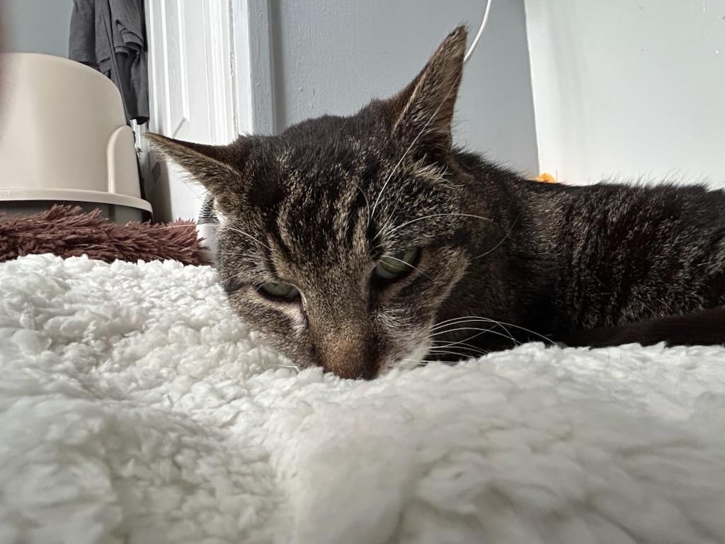 Henry Snaggletooth