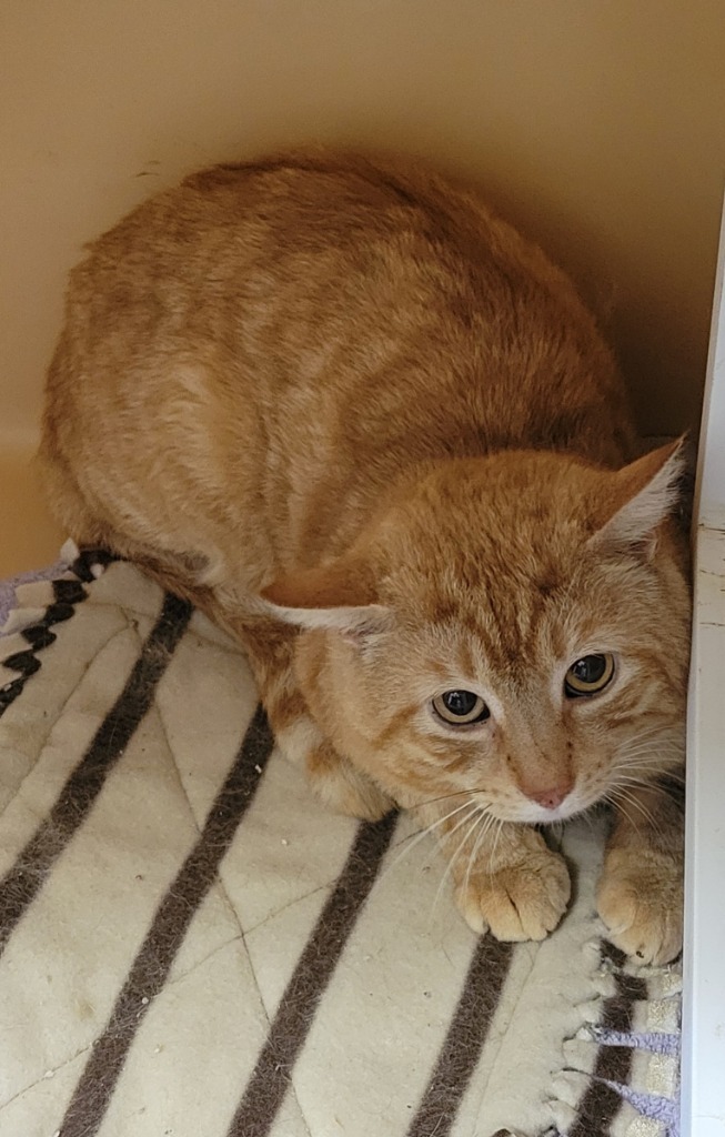 Garfield Madison