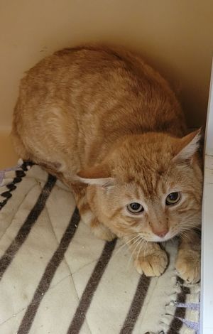 Garfield Madison, Adult Male Domestic Short Hair
