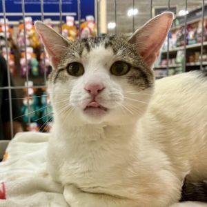 If youre looking for a quiet cat move on to another one Boomer is LOUD some may even say boomin