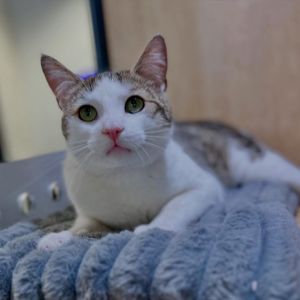 Snow Domestic Short Hair Cat