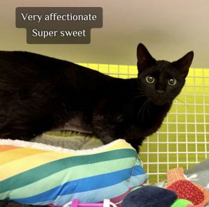 Linnea *, Adult Female Bombay